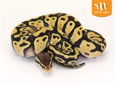 Bildergebnis für Super Specter Ball Python