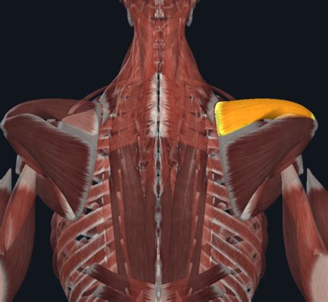 תוצאת תמונה עבור P Key Muscles