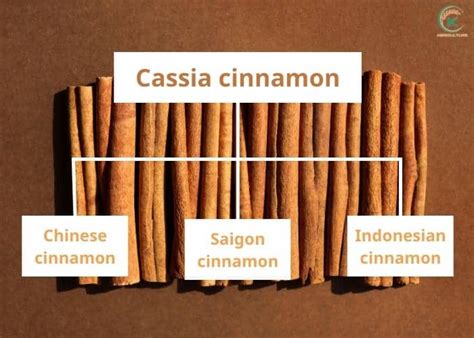 What Is Saigon Cinnamon? Here's Everything You Need to Know