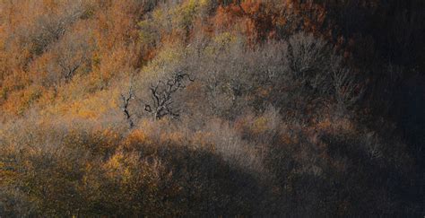 Image result for Tree Portrait Full Photo