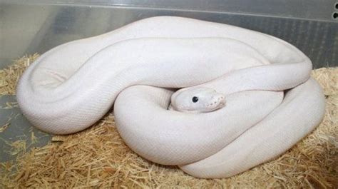 Image result for Leucistic Reticulated Python