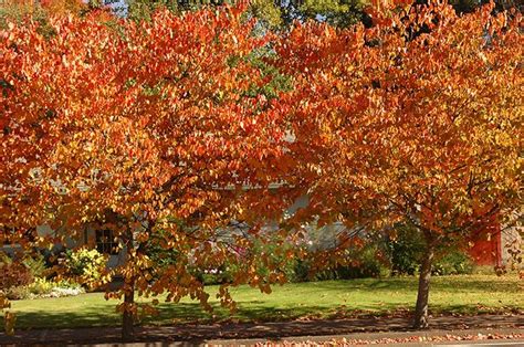 Image result for Redbud Tree Fall Color