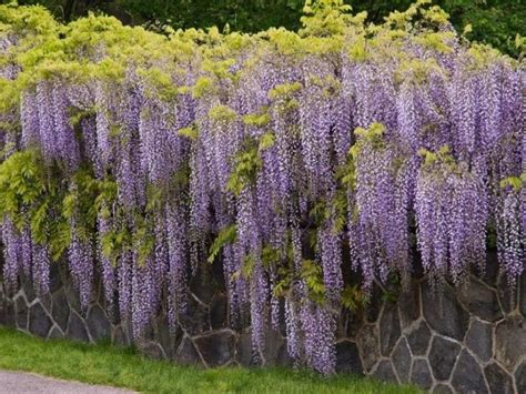 Silver Maple Root System に対する画像結果