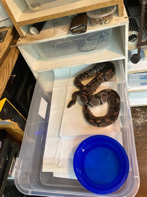 Image result for DIY Snake Rack Ball Python