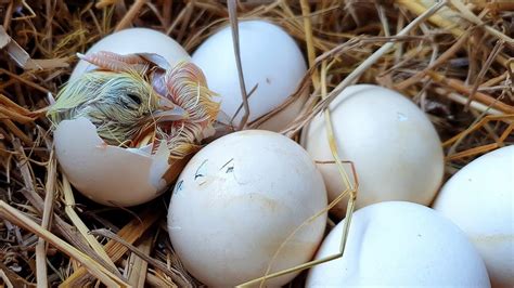 Java Chicken Hatching Eggs に対する画像結果