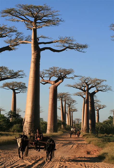 Image result for Baobab Tree in Summer