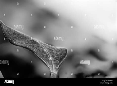 Image result for Scale Insect Damage