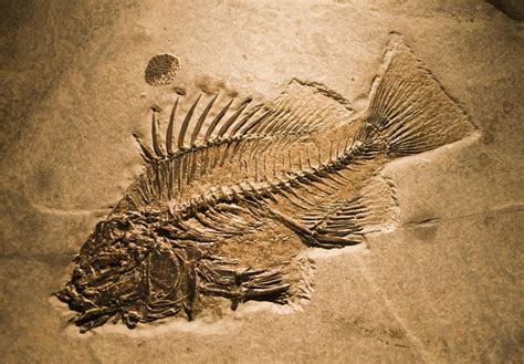 Image result for Fossil Dig with Concrete Saw