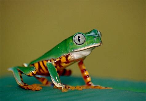 Image result for Most Amazing Frogs