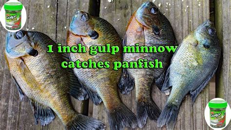 Image result for How to Use Minnows for Catfish Bait