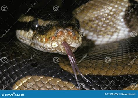 Python Regius Teeth Diagram に対する画像結果