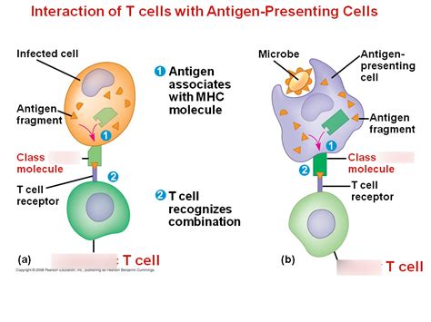 Afbeeldingsresultaten voor Types of Immunity MCAT