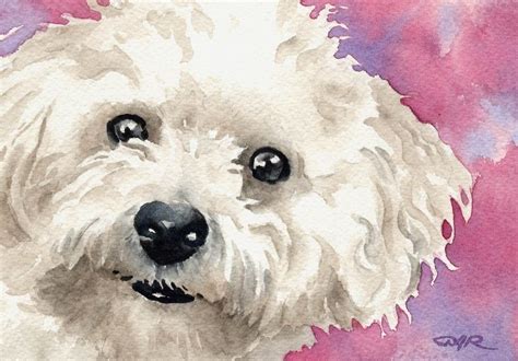 Toradh íomhá ar Bichon Drawing
