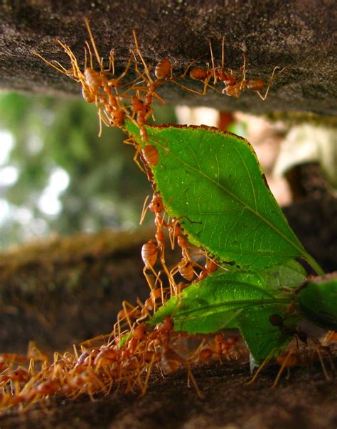 Image result for Ant Colony Py