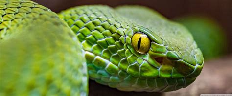 Image result for Python Beautiful Image Ultra 4K