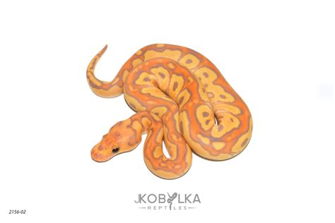 Image result for Red Spectrum Ball Python