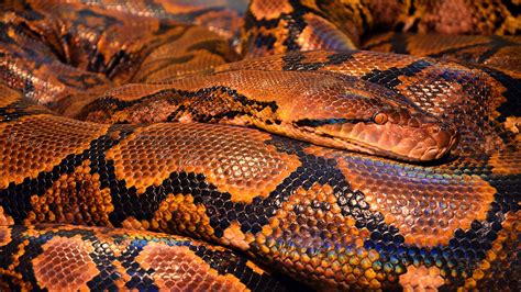 Python Snd King Cobra に対する画像結果