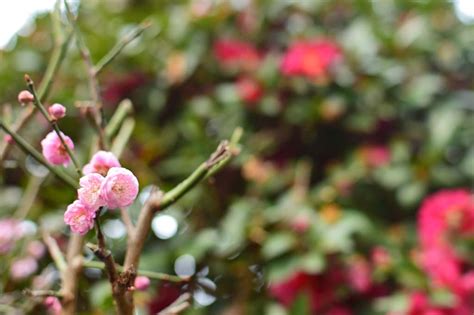 Plum Flower Disection に対する画像結果