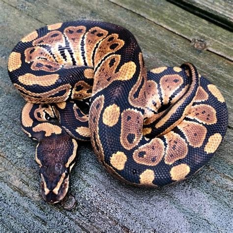 Image result for Het Ghost Ball Python