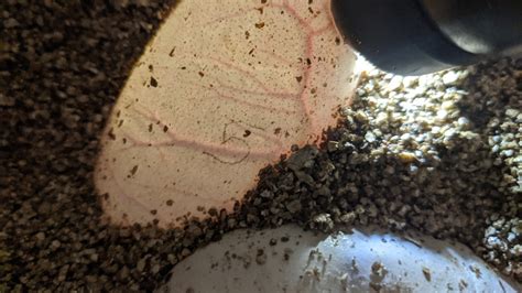 Image result for Empty Python Eggs