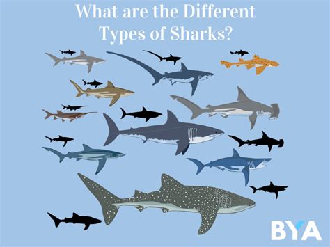 Image result for Different Types of Sharks