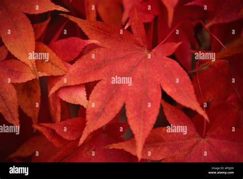 Image result for Acer Japanese Maple Tree Root System