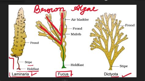 Toradh íomhá ar Brown Algae Labeled Diagram