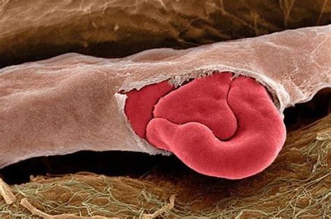 Everyday Objects Under a Microscope Toothpaste に対する画像結果