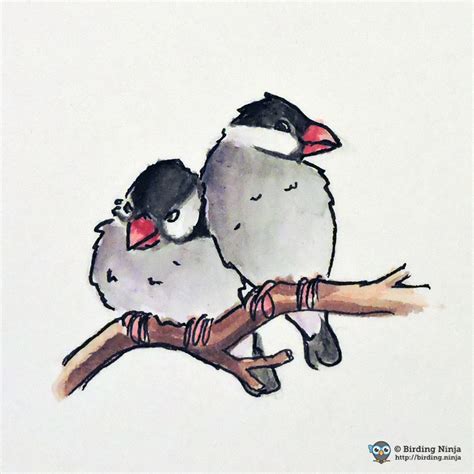 Image result for Sketch Java