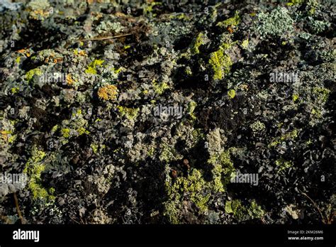 Image result for Moss and Lichen On Mount Everest