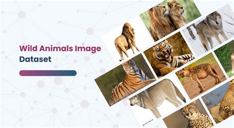 Image result for Animal Image Classification Dataset