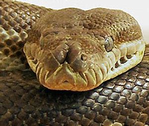 Carpet Python Snake Fangs に対する画像結果