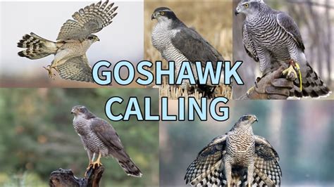 Hawk Call Goss-க்கான படிம முடிவு