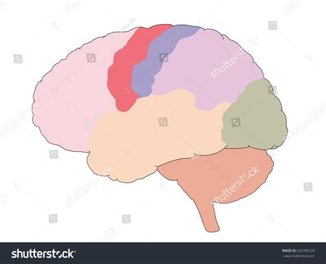 Image result for Brain Structure Side View