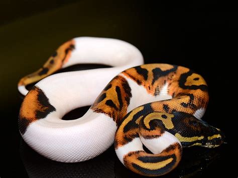 Image result for Ball Python Snake Patrn