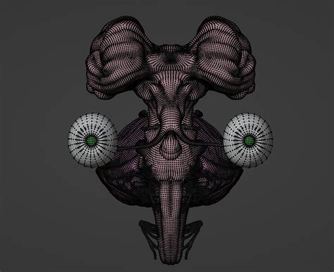 Cranial Nerves and Brain Stem Model Labeled に対する画像結果