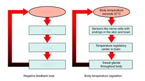 Image result for Brain Negative Feedback Loop