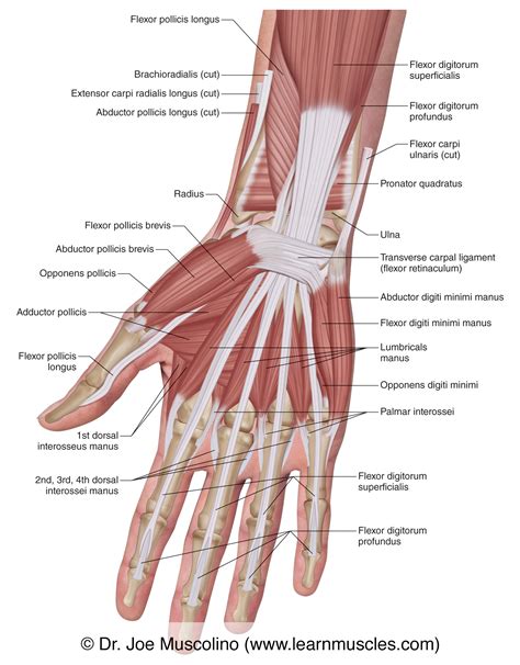 Image result for Hand Muscle Model