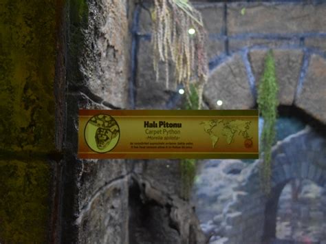 Image result for Jungle Python Zoo Signage