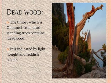 Image result for Natural Timber Defects