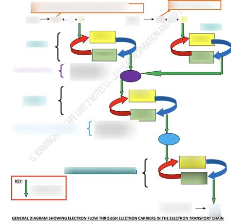 Visual Representation of Electron Transport Chain に対する画像結果