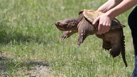 How to Cook a Snapping Turtle に対する画像結果