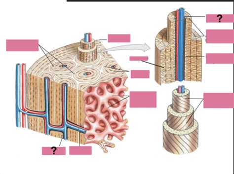 Compact Bone Labeling Worksheets に対する画像結果