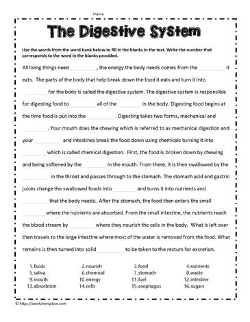 Toradh íomhá ar Digestive System Worksheet Answer Key
