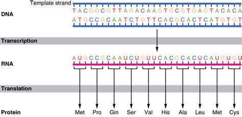 Image result for Protein Sequence Example