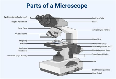 Image result for Compound Microscope Stage