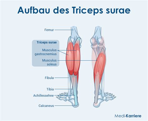 Image result for Triceps Mouse