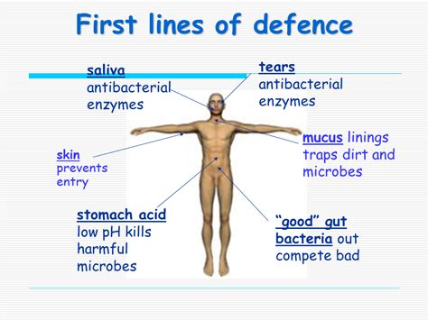 Immunity First Line of Defense に対する画像結果