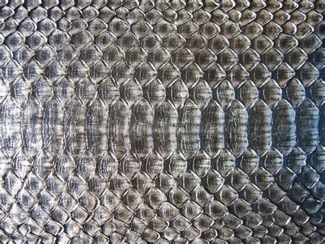 Gray Python Snake に対する画像結果