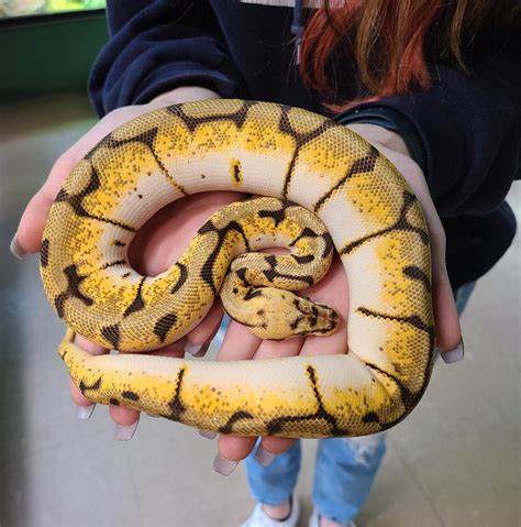 Image result for Axanthic Ghost Spider Ball Python